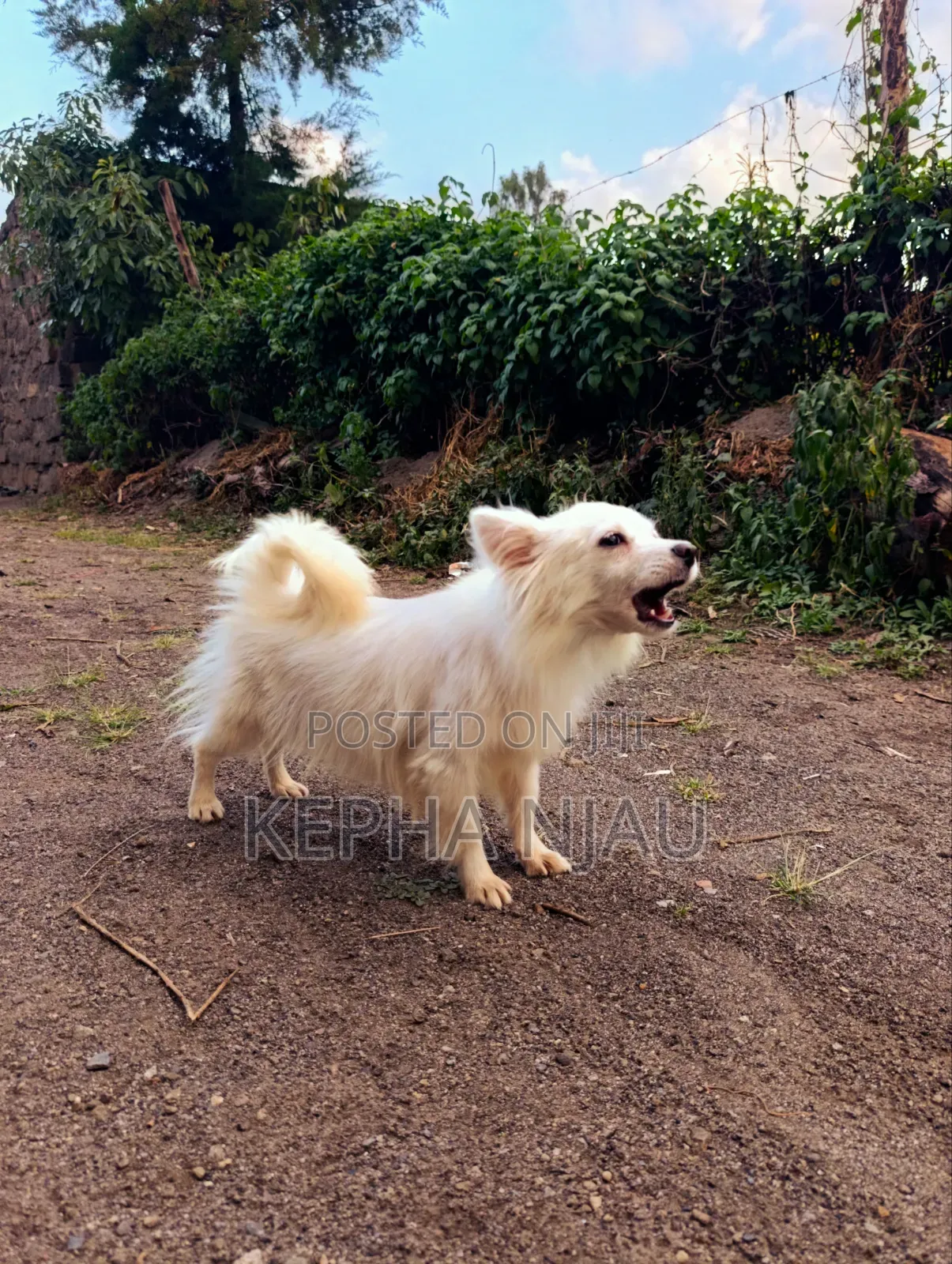 6-12 months Female Purebred Japanese Spitz