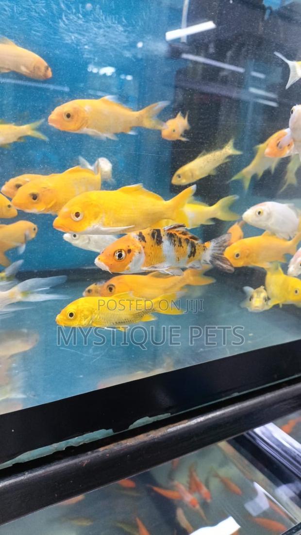Aquarium Koi Carps - main view