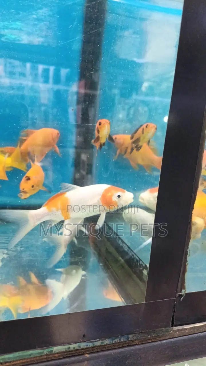 Koi Carp Fish