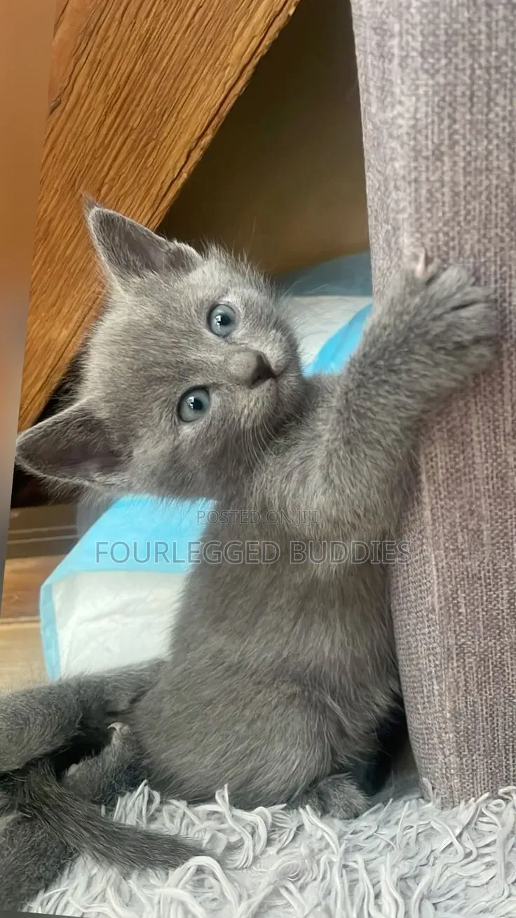 1-3 months Male Purebred Russian Blue