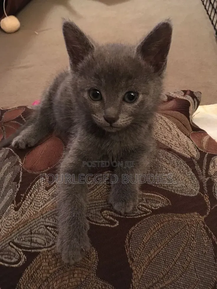 1-3 months Male Purebred Russian Blue