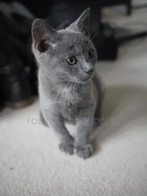 1-3 months Male Purebred Russian Blue