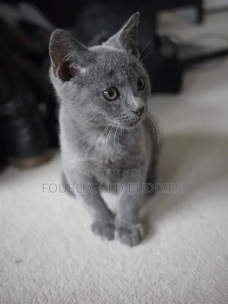 1-3 months Male Purebred Russian Blue