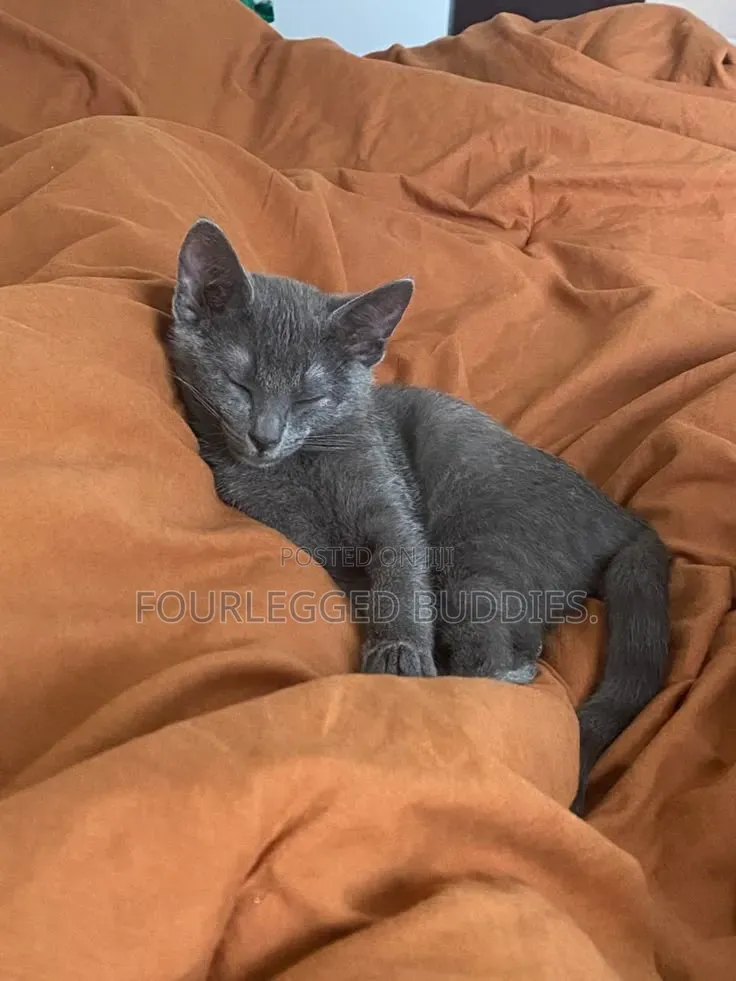 1-3 months Male Purebred Russian Blue
