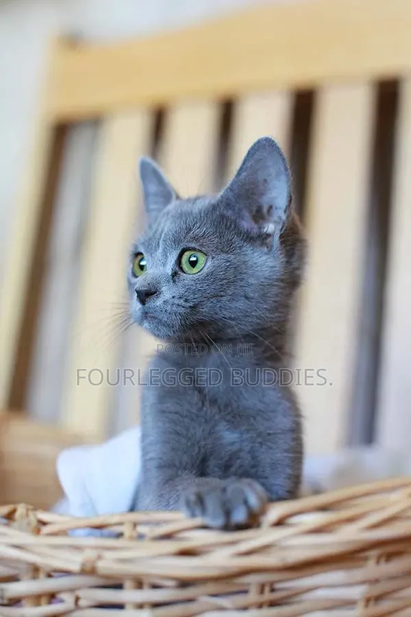 1-3 months Male Purebred Russian Blue