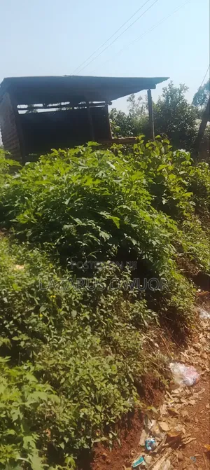 Plot for Sale in Rongo