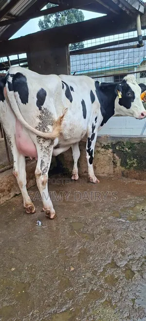 Quality Pedigree's Cow's