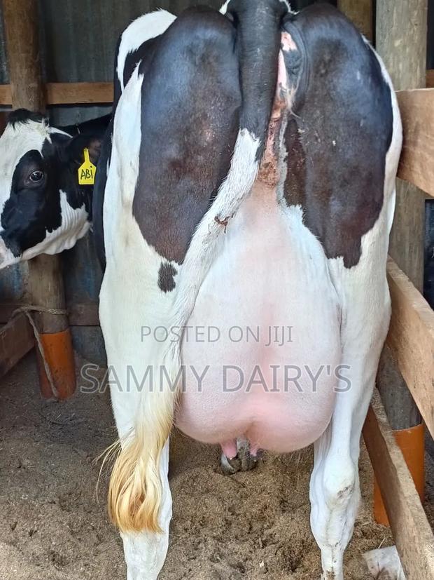 Quality Pedigree's Cow's - thumbnail 4