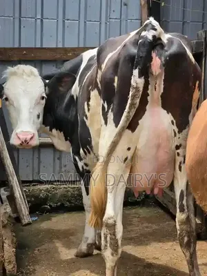 Quality Pedigree's Cow's