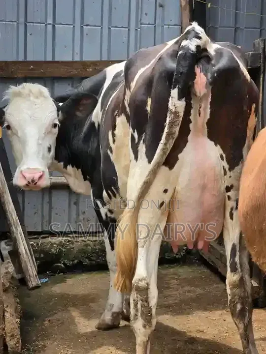 Quality Pedigree's Cow's