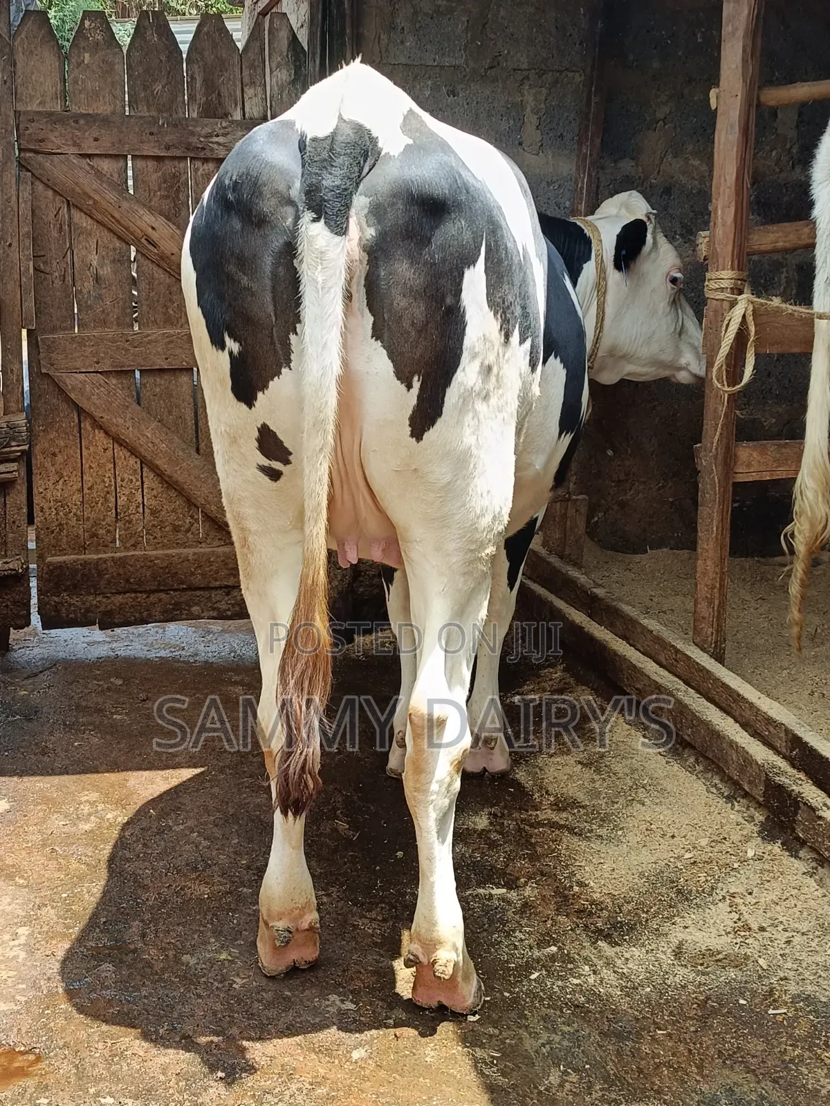 Quality Pedigree's Cow's