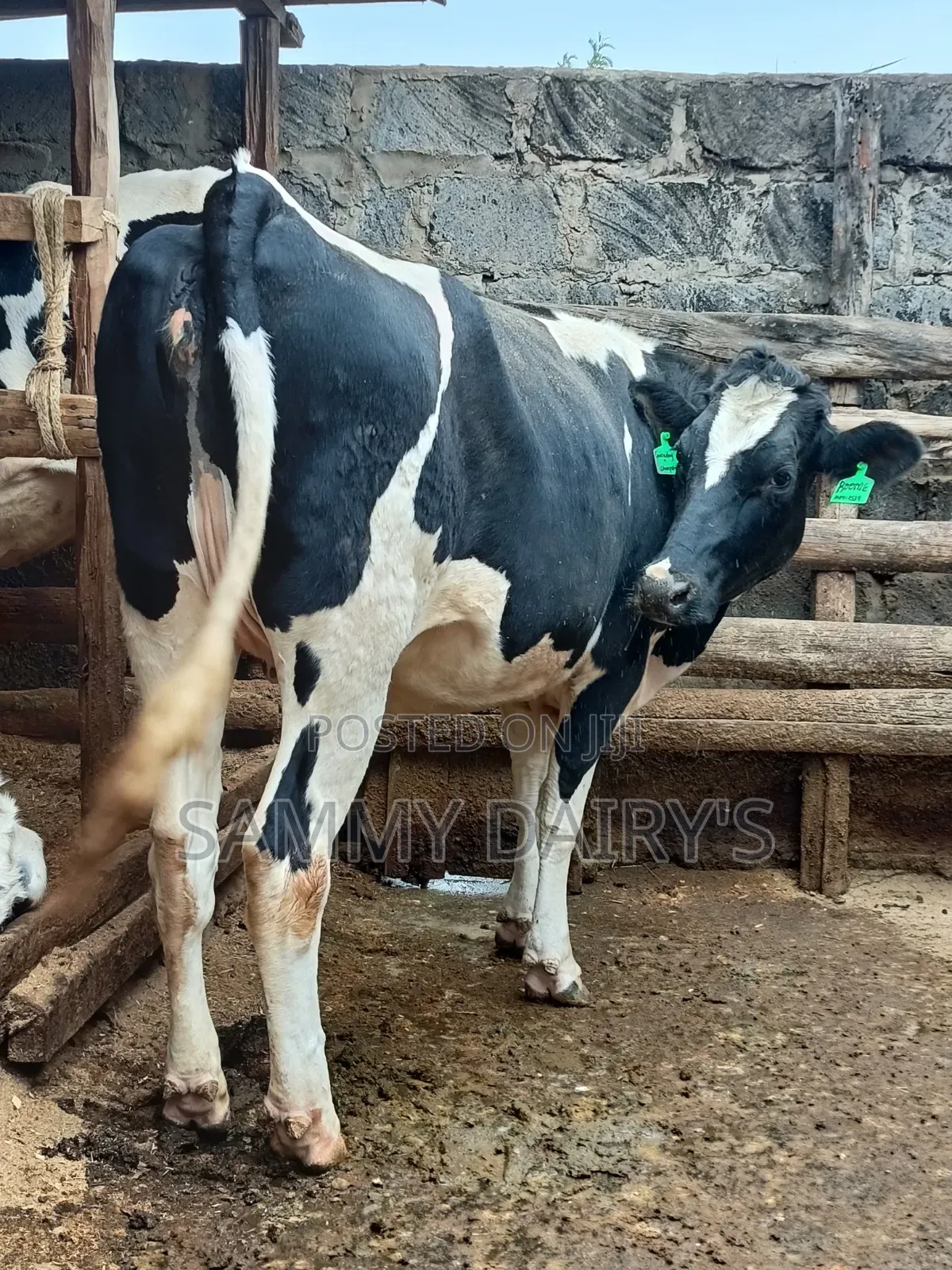 Quality Pedigree's Cow's