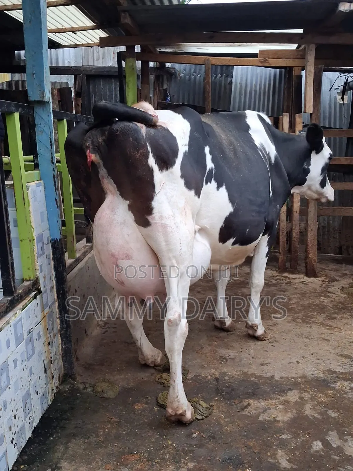 Quality Pedigree's Cow's