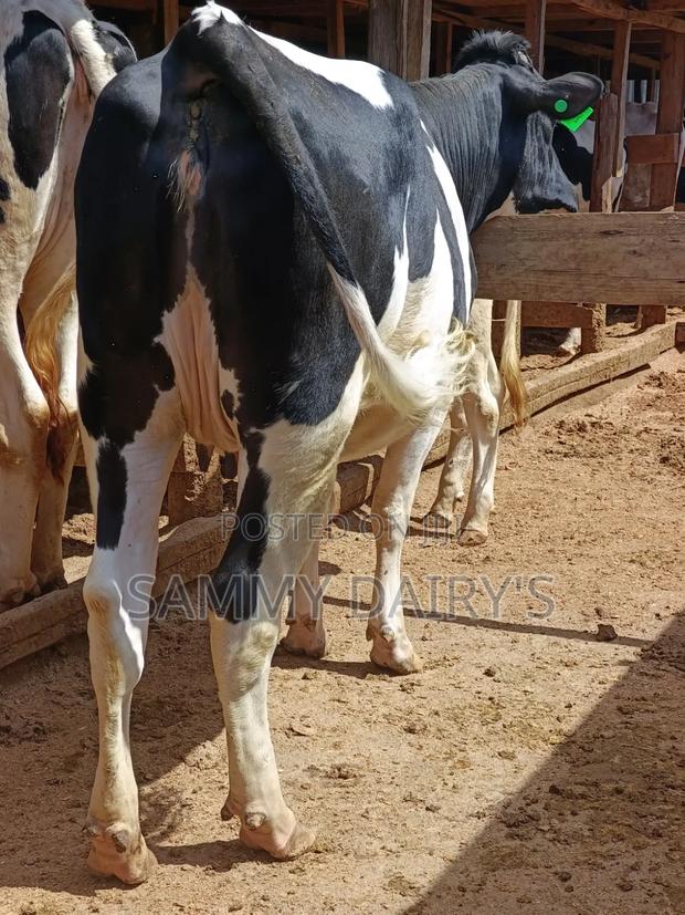 Quality Pedigree's Cow's - thumbnail 9