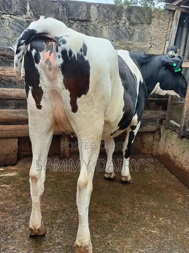 Quality Pedigree's Cow's - thumbnail 10