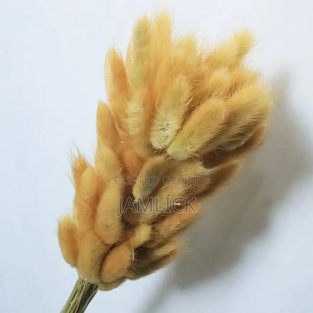 Dried Natural Bunny Tail Grass Decorative Home Vase Flowers - Pl