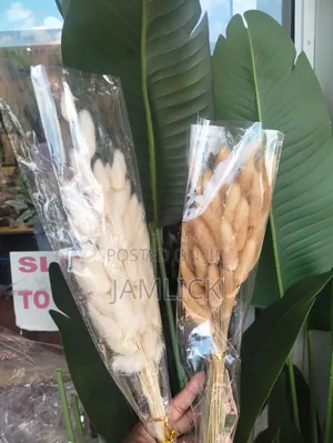 Dried Natural Bunny Tail Grass Decorative Home Vase Flowers - Pl