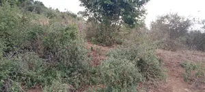 8 Acres Thika Kilimambogo