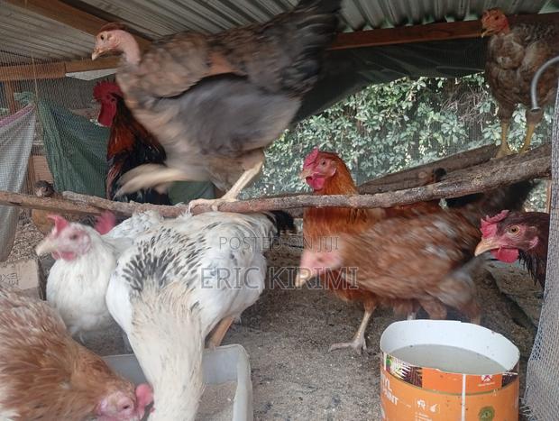 Chicken on Sale