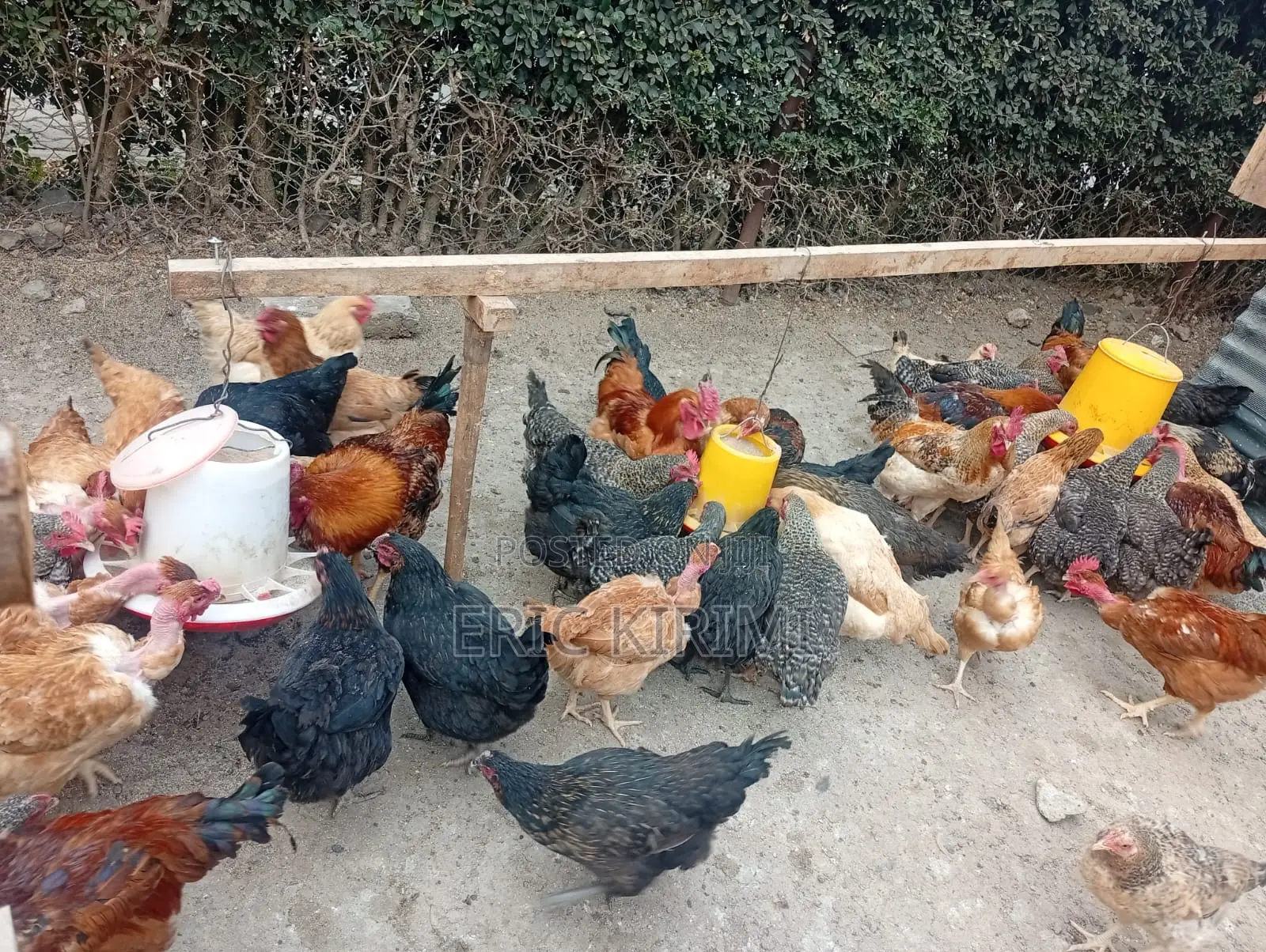 Kienyeji Chicken on Sale
