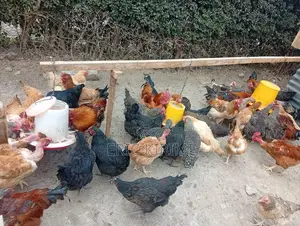 Kienyeji Chicken on Sale