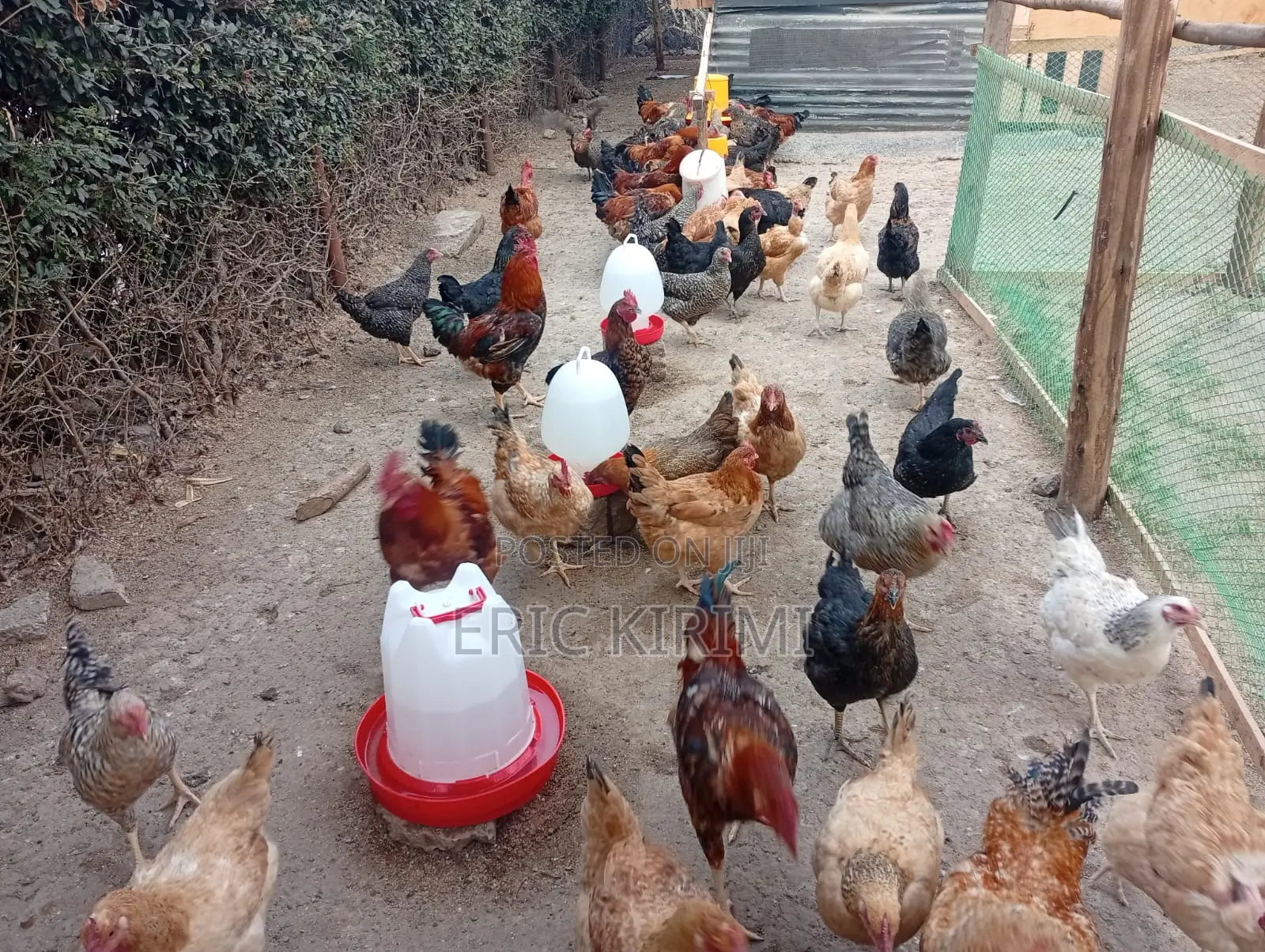 Kienyeji Chicken on Sale