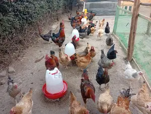 Kienyeji Chicken on Sale