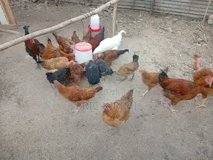 Kienyeji Chicken on Sale