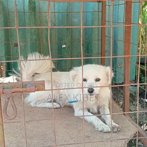 1+ year Female Purebred Chihuahua
