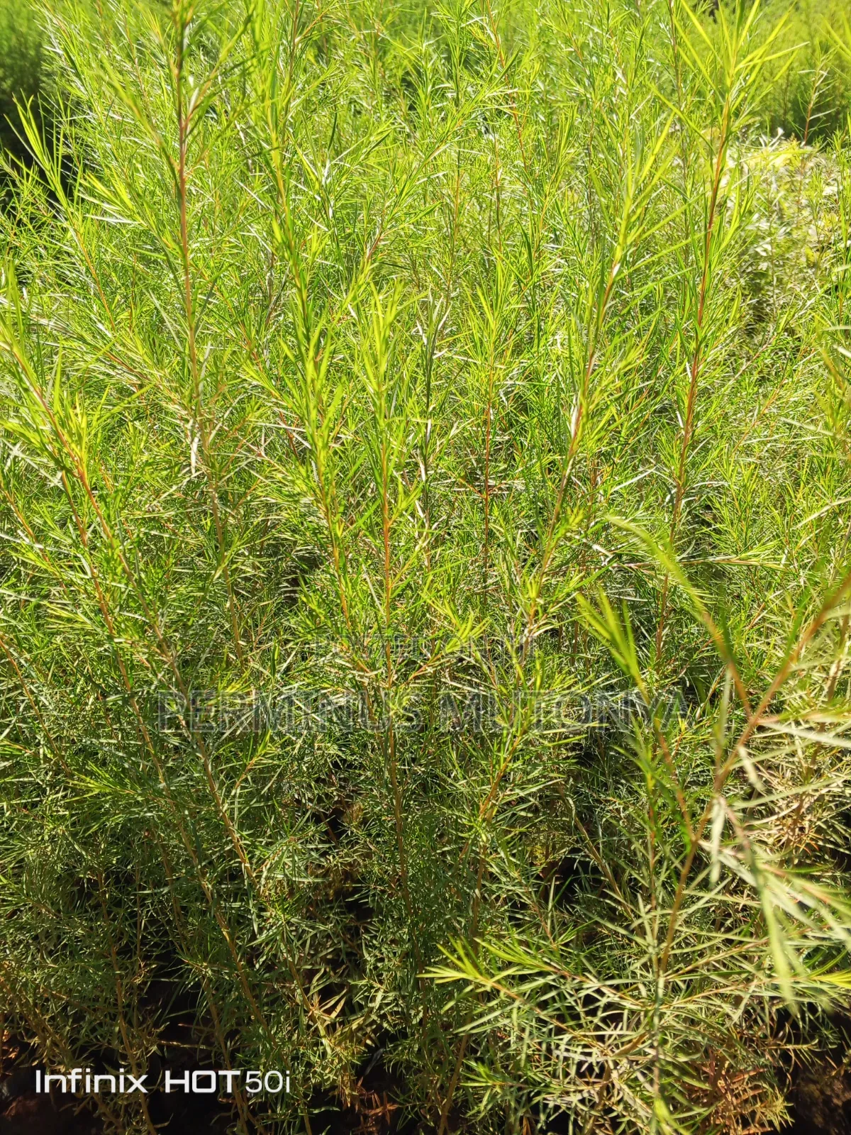 White Bottlebrush Seedlings