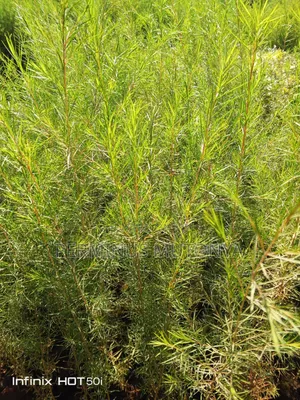 White Bottlebrush Seedlings