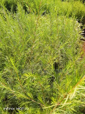 White Bottlebrush Seedlings