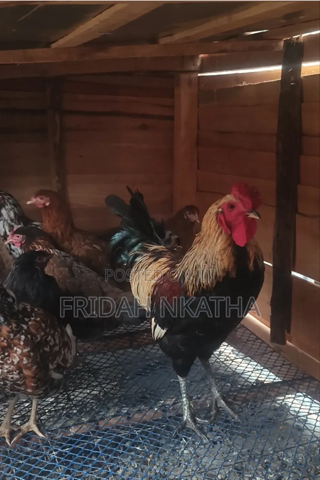 Pure Kienyeji Chicken for Sale-Thika