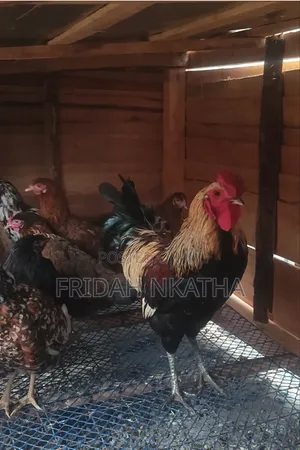 Pure Kienyeji Chicken for Sale-Thika