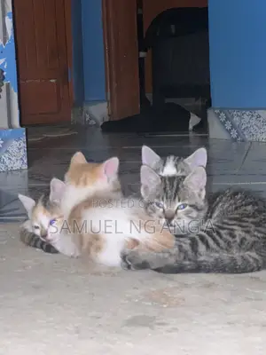 0-1 month Female Mixed Breed American Shorthair