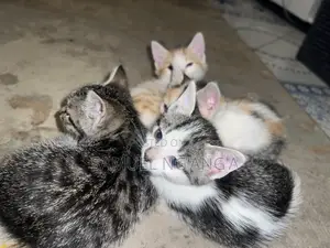 0-1 month Female Mixed Breed American Shorthair