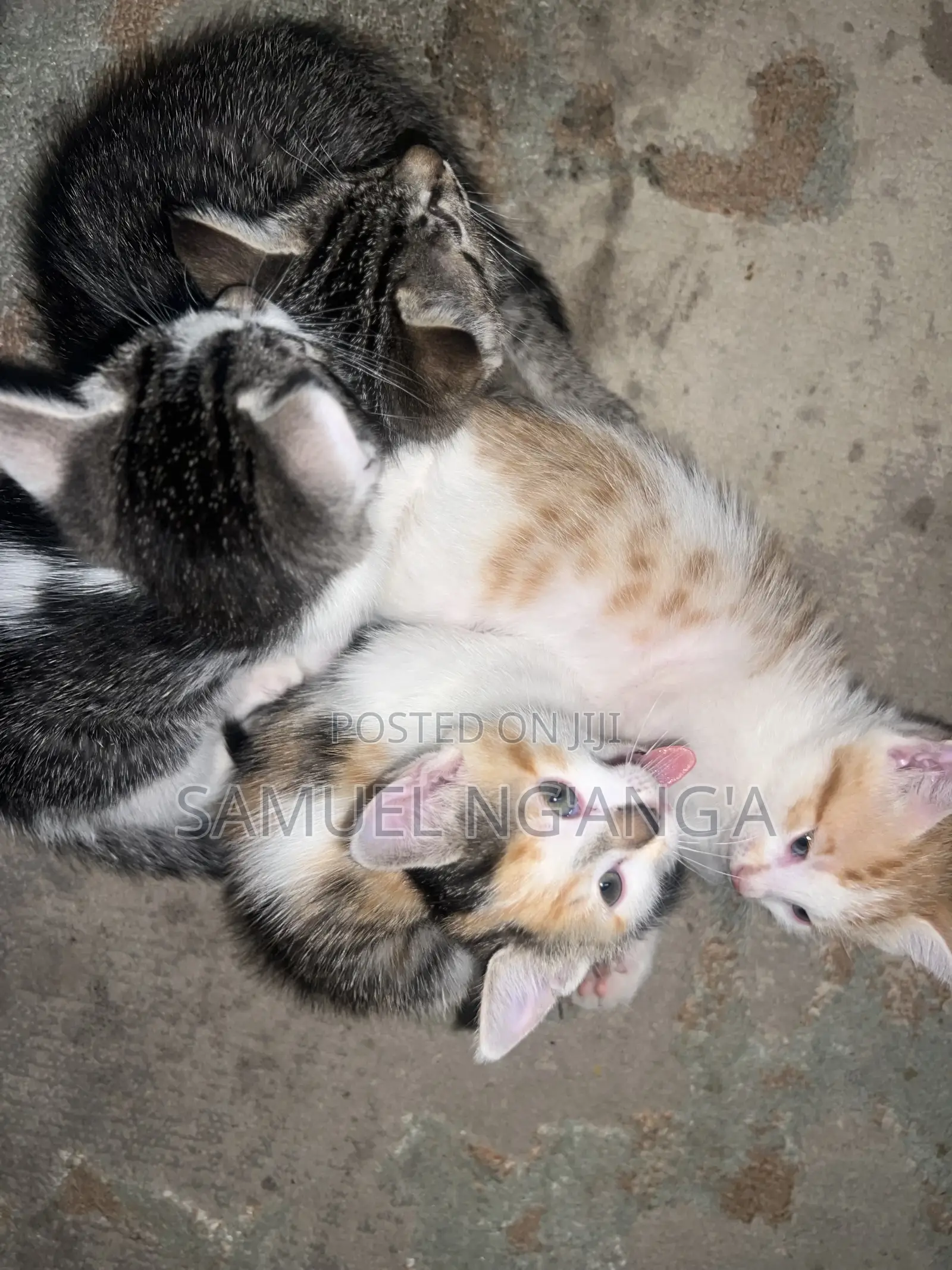 0-1 month Female Mixed Breed American Shorthair