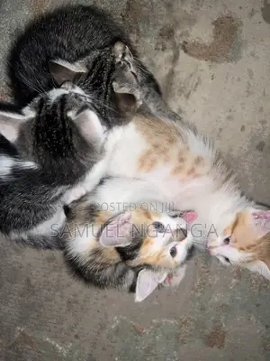 0-1 month Female Mixed Breed American Shorthair