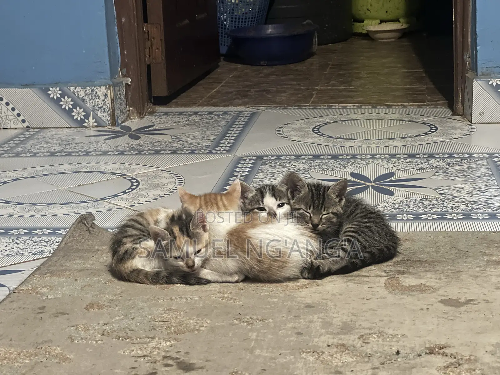 0-1 month Female Mixed Breed American Shorthair