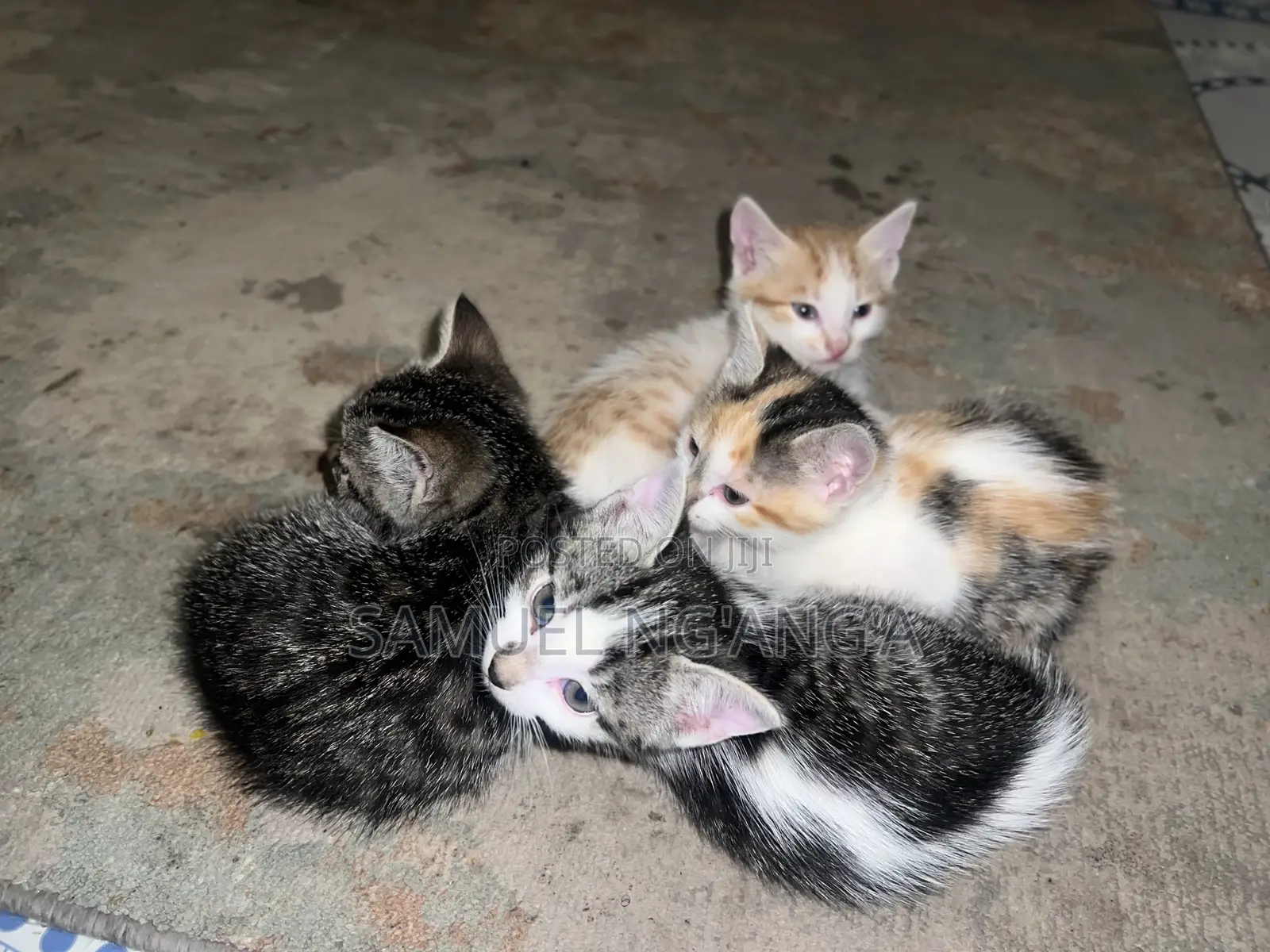 0-1 month Female Mixed Breed American Shorthair