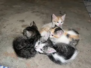 0-1 month Female Mixed Breed American Shorthair