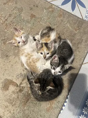 0-1 month Female Mixed Breed American Shorthair