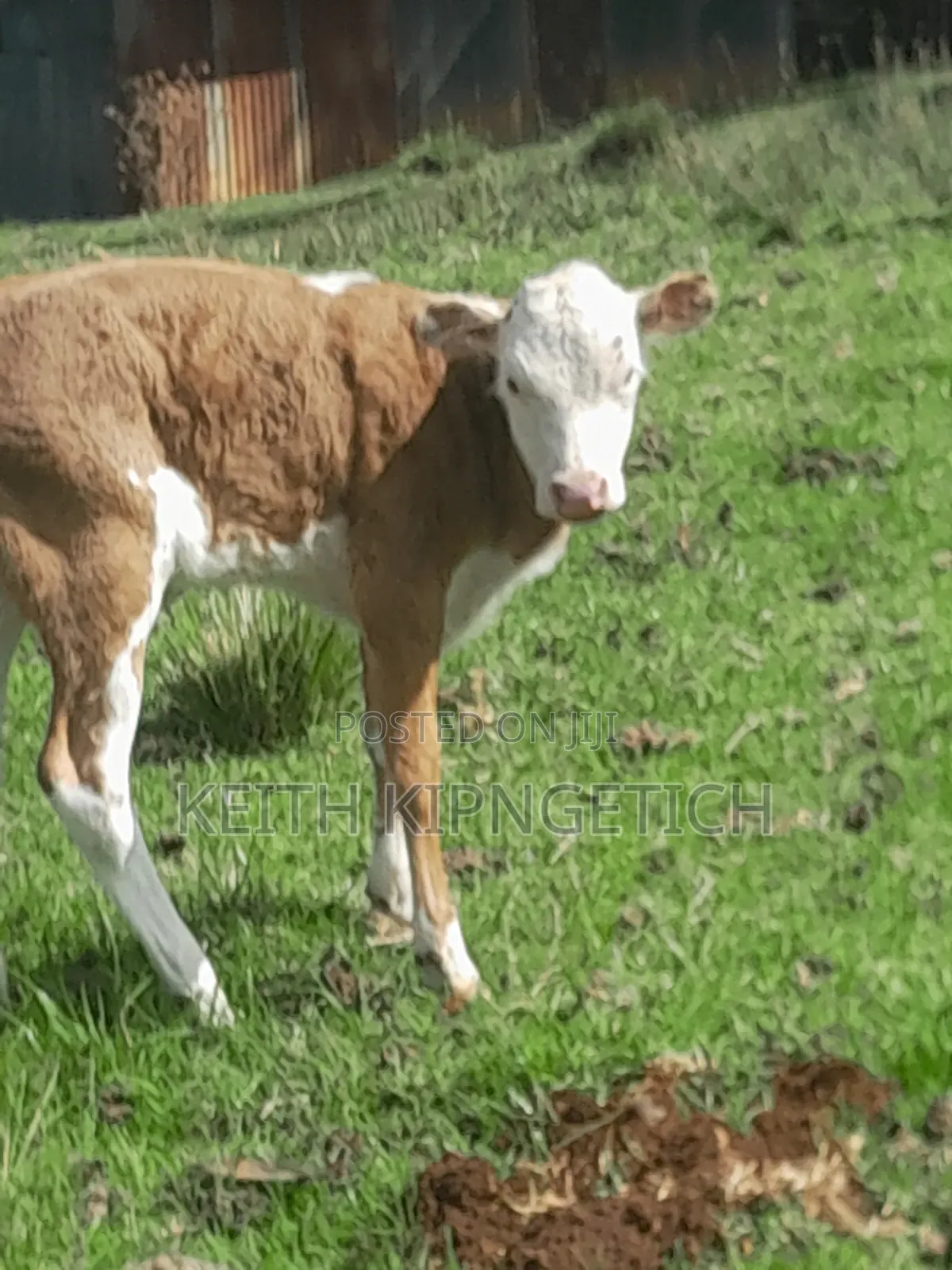 Miniature Hereford Calf