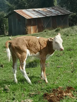 Miniature Hereford Calf