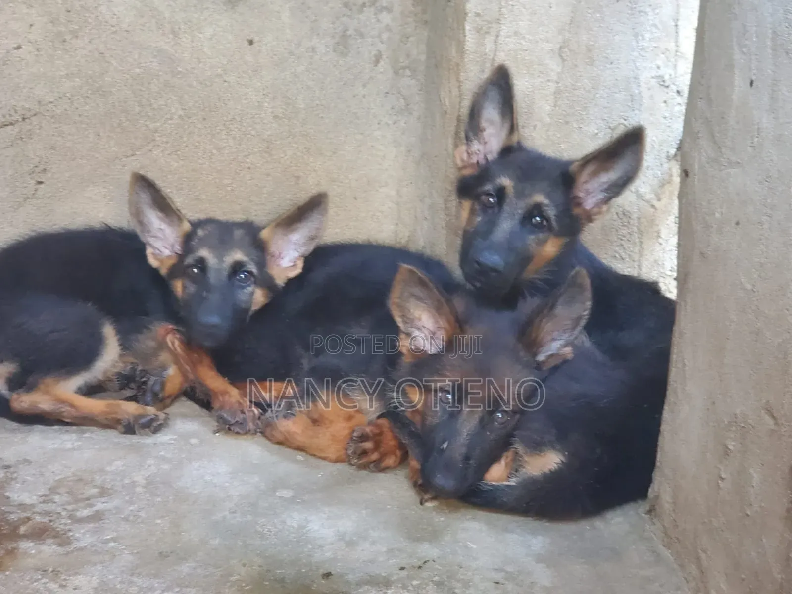 1-3 months Female Purebred German Shepherd