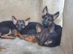 1-3 months Female Purebred German Shepherd