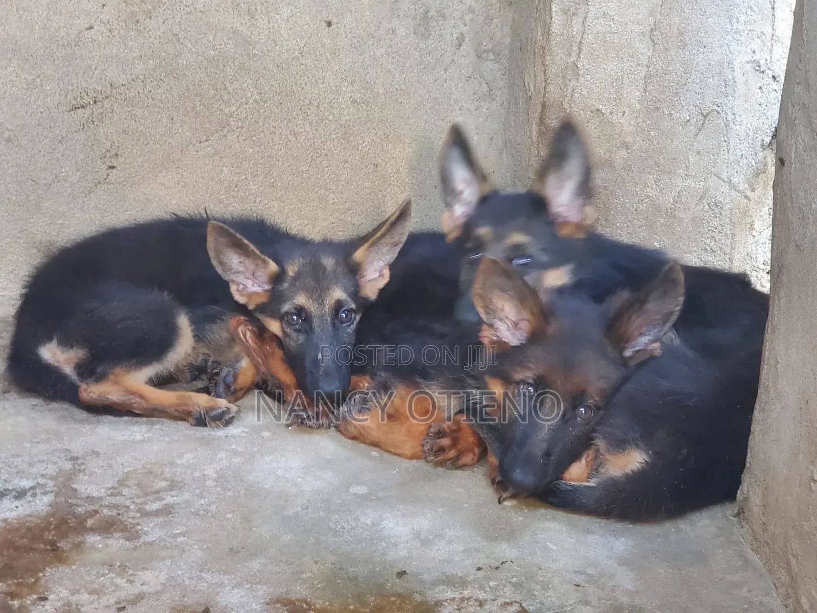 1-3 months Female Purebred German Shepherd