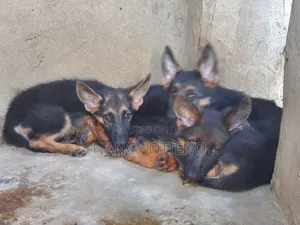 1-3 months Female Purebred German Shepherd