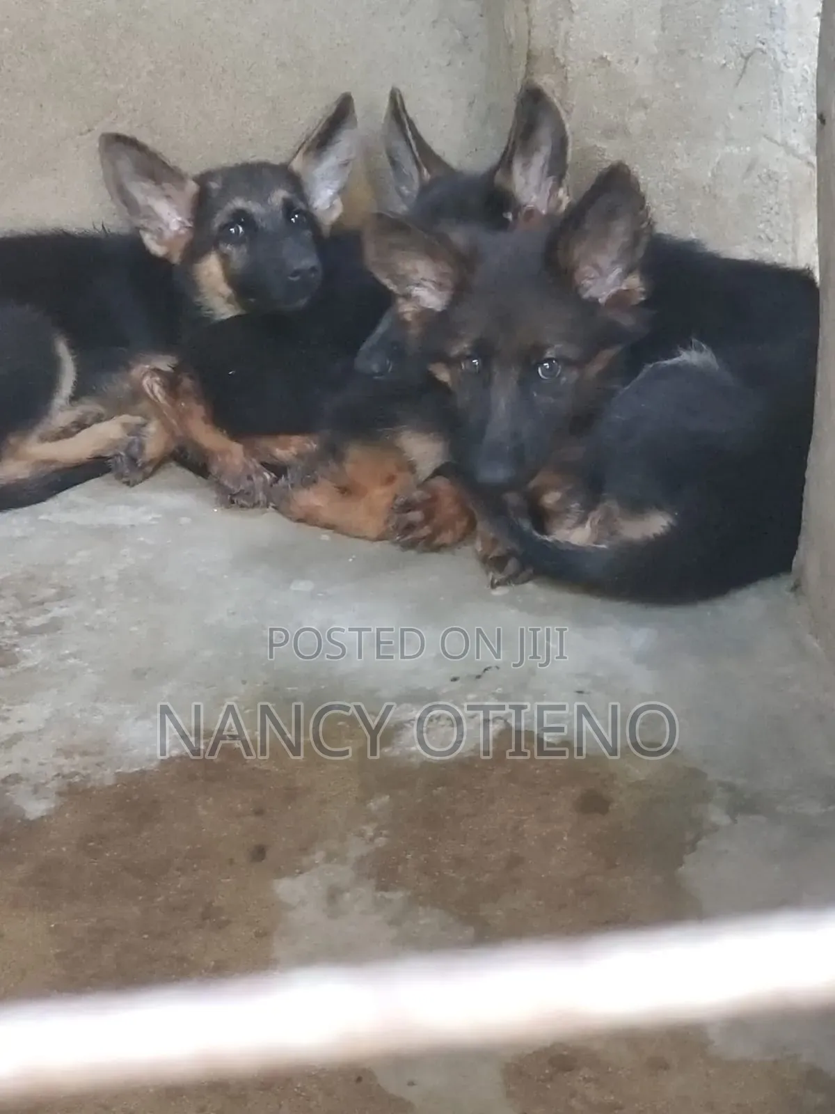 1-3 months Female Purebred German Shepherd