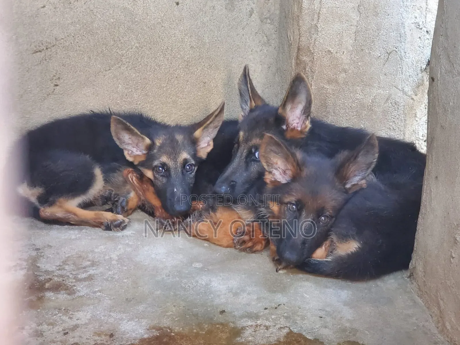 1-3 months Female Purebred German Shepherd